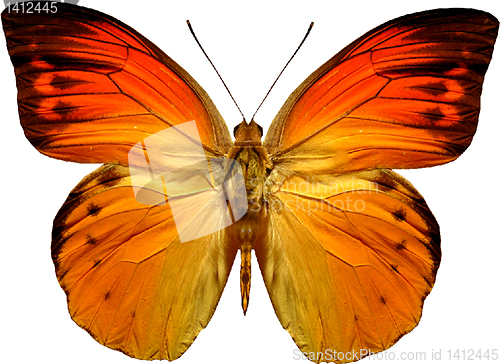 Image of butterfly isolated    