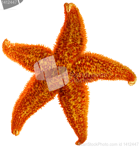 Image of starfish isolated