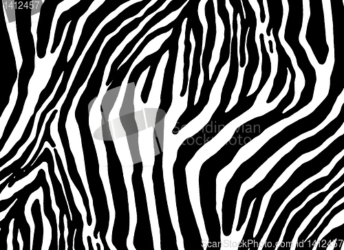 Image of  zebra as  texture