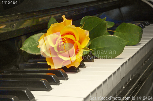 Image of rose over key of piano 