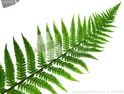 Image of leaf  of fern isolated close up 