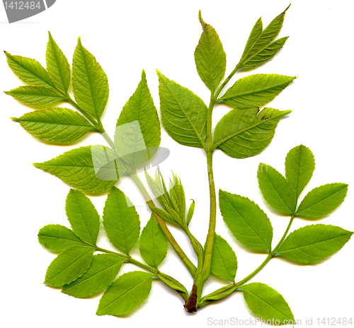 Image of leaf of tree isolated