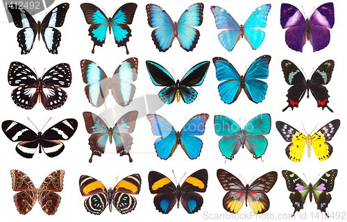 Image of collection of butterflies isolated on white