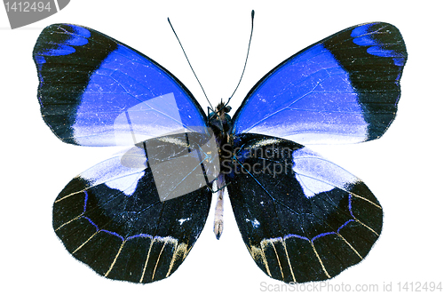 Image of butterfly isolated    