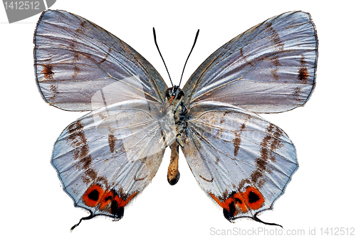 Image of butterfly isolated    