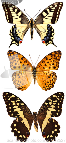 Image of Some various butterflies isolated on white