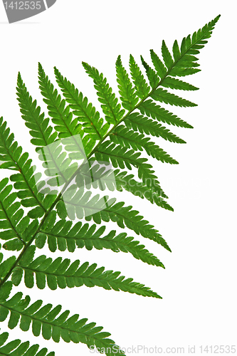 Image of leaf  of fern isolated close up 