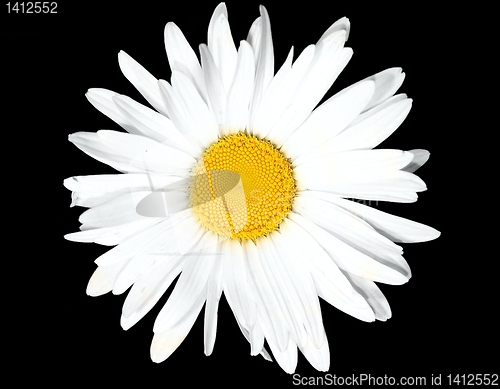 Image of  flower isolated 