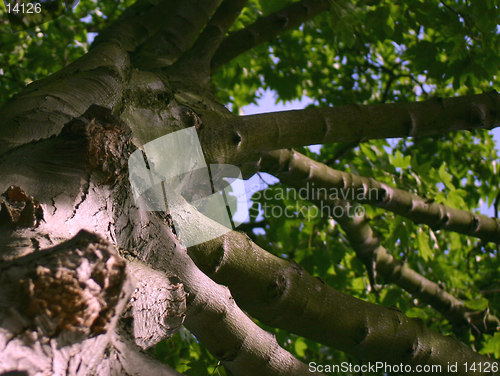 Image of abstract tree trunk