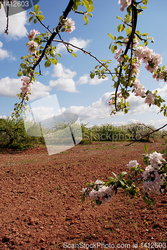 Image of Blooming apple tree 