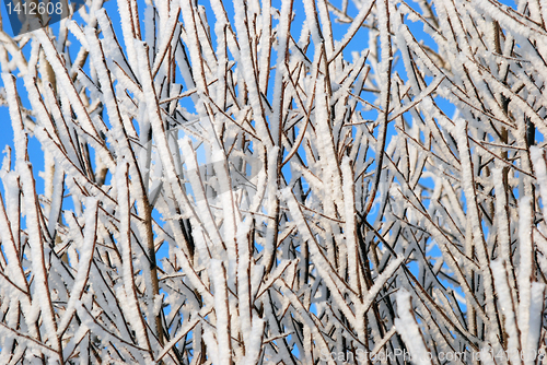 Image of Hoarfrost 