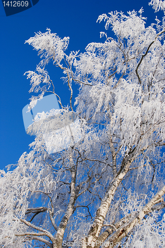 Image of White frost 