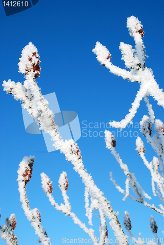 Image of White frost 
