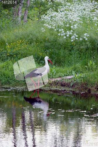 Image of White stork