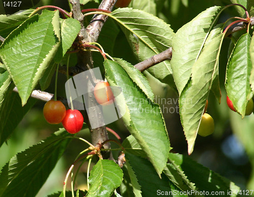 Image of cherries growing on the tree