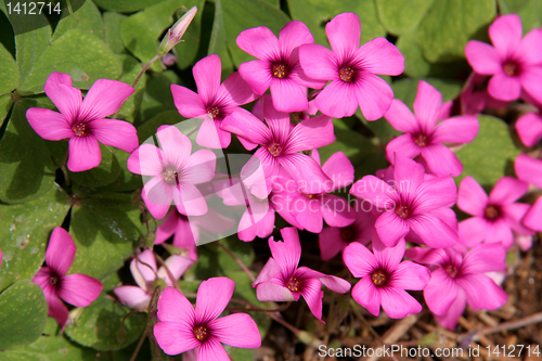 Image of Background of little pink flowers
