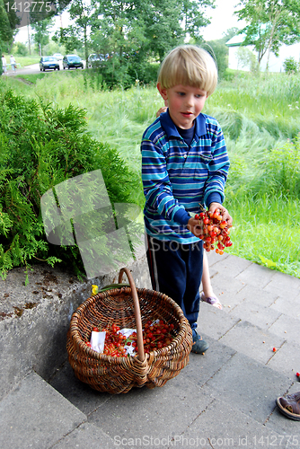 Image of Kid selling sweet cherries 