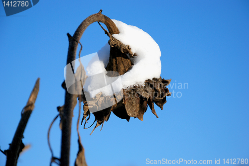 Image of Sunflower in winter 