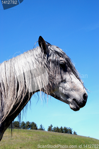 Image of Poor horse 
