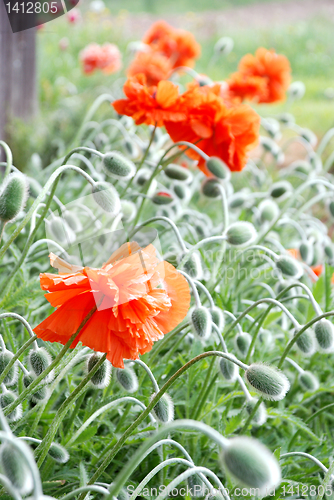 Image of Red poppy with many buttons 
