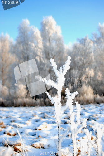 Image of White frost 