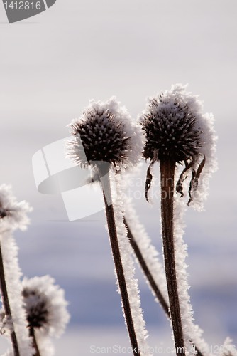 Image of Flower rubbish 