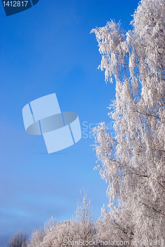 Image of White frost 