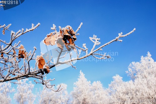 Image of Winter branch with some leaves left 