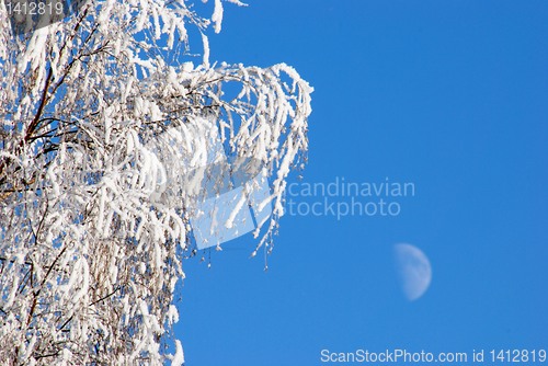 Image of White frost 