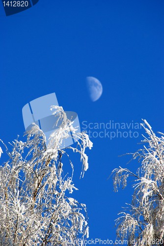 Image of Rime on the branches of tree 