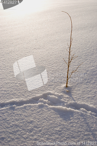 Image of Lonely tree 