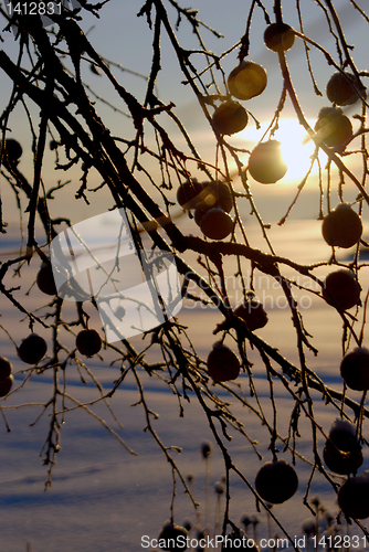 Image of Apple tree 