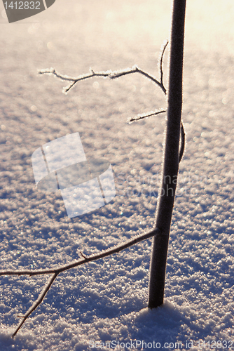 Image of Lonely little tree 