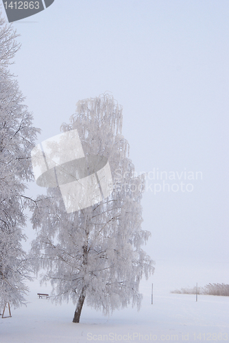 Image of Rime on the branches of tree 