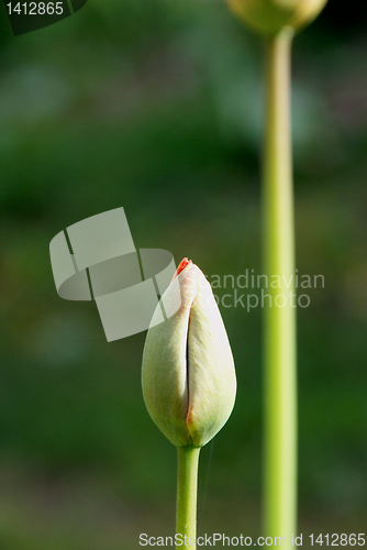 Image of Tulip 