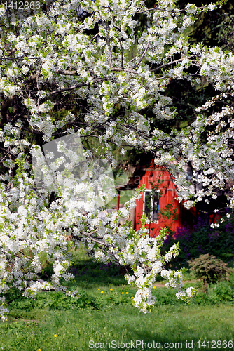 Image of Plump tree 