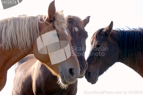 Image of Tree horses 