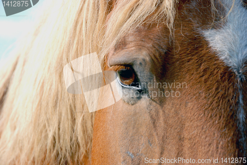 Image of Horse eye 