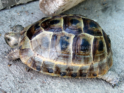 Image of Turtle on the run