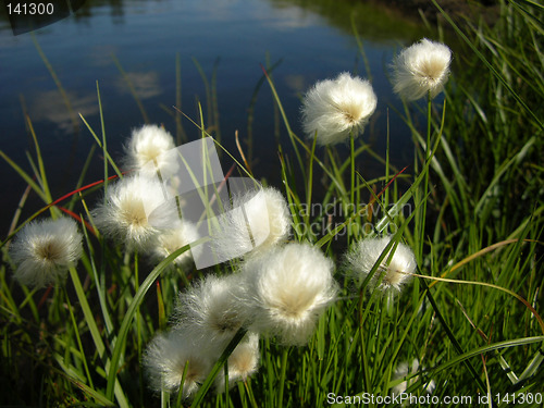 Image of cotton-grass