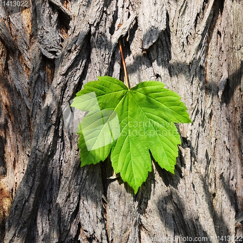 Image of leaf and copyspace