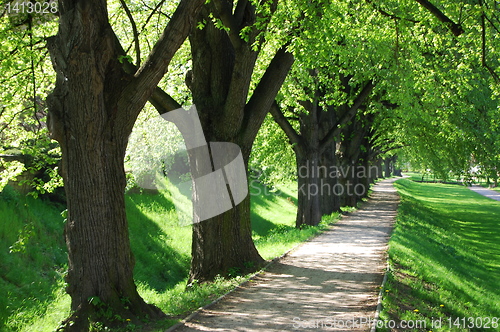 Image of summer tree alley