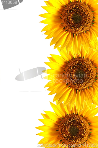 Image of sunflower