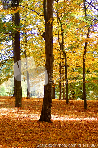 Image of forest and garden with golden leaves at fall