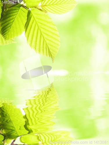 Image of green summer leaves