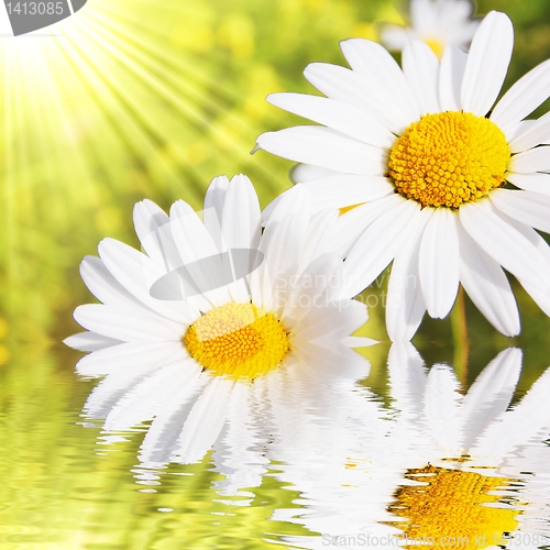 Image of flowers