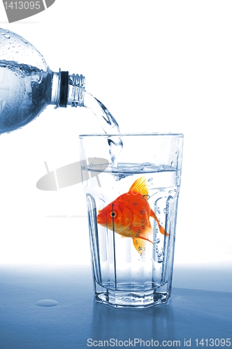 Image of goldfish in glass water