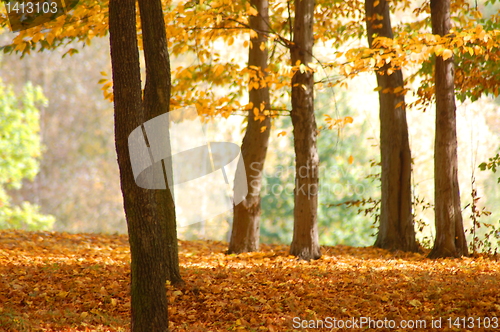 Image of forest and garden with golden leaves at fall