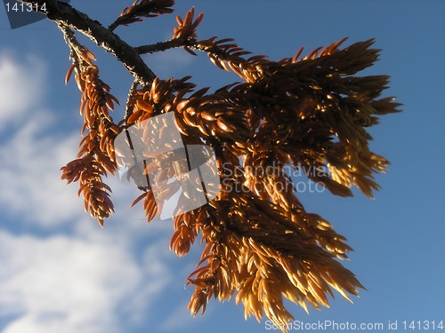 Image of briar