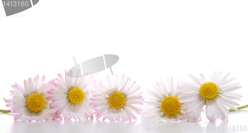 Image of daisy flower